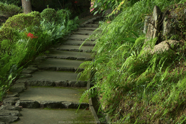 九品寺,彼岸花(P1000165,16.1mm,F4.9,TZ60)2014yaotomi_.jpg