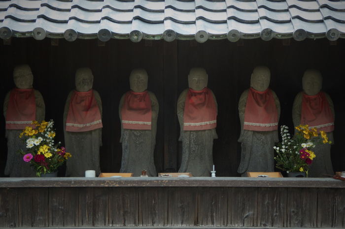 九品寺,彼岸花(P1000203,16.1mm,F5.6,TZ60)2014yaotomi_.jpg