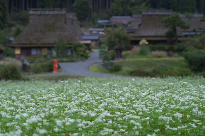 京都美山,かやぶきの里,そば(IMGP0899,50mm,F2.8,KS1)2014yaotomi_.jpg