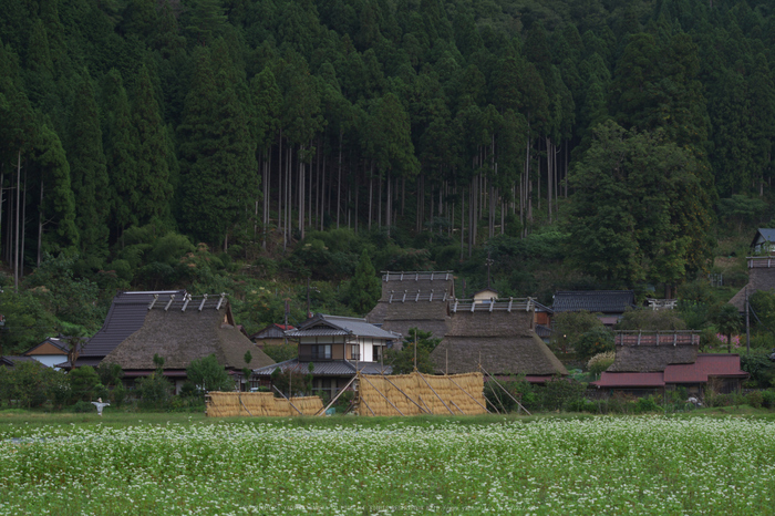 京都美山,かやぶきの里,そば(IMGP0917,62.5mm,F9,KS1)2014yaotomi_.jpg