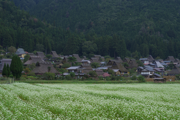 京都美山,かやぶきの里,そば(IMGP0954,50mm,F7.1,KS1)2014yaotomi_.jpg