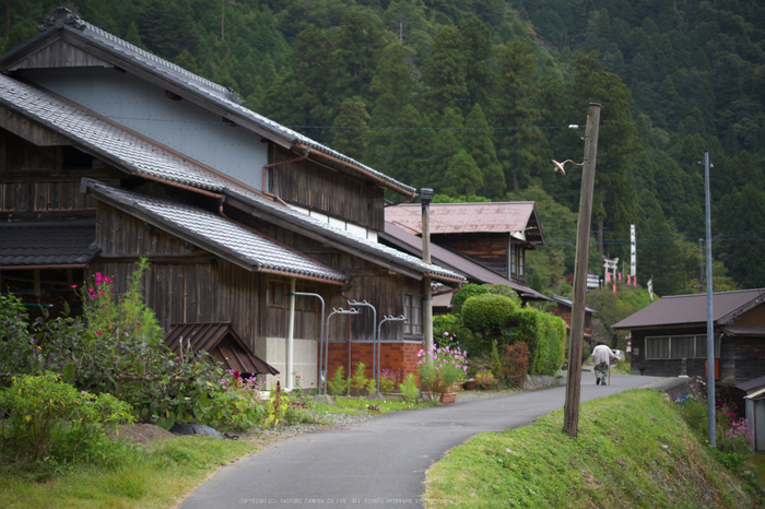 京都美山,かやぶきの里,コスモス(IMGP1007,50mm,F1.8,KS1)2014yaotomi_.jpg