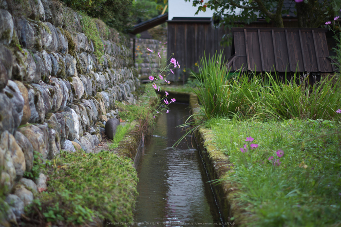 京都美山,かやぶきの里,コスモス(IMGP1038,50mm,F2,KS1)2014yaotomi_.jpg