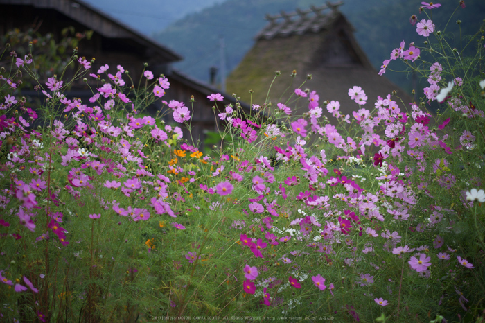 京都美山,かやぶきの里,コスモス(IMGP1041,50mm,F2,KS1)2014yaotomi_.jpg