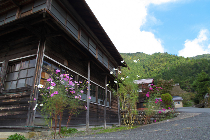 京都美山,かやぶきの里,コスモス(IMGP1160,15mm,F8,KS1)2014yaotomi_.jpg