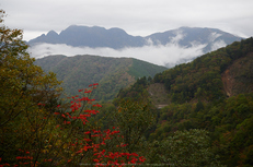 大台ヶ原,紅葉(2)(PA150003,25mm,F2.8,EM1)2014yaotomi_.jpg