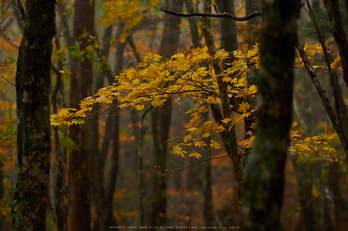 大台ヶ原,紅葉(2)(PA150022,75mm,F2,EM1)2014yaotomi_.jpg