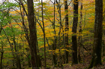 大台ヶ原,紅葉(2)(PA150031,25mm,F4.5,EM1)2014yaotomi_.jpg