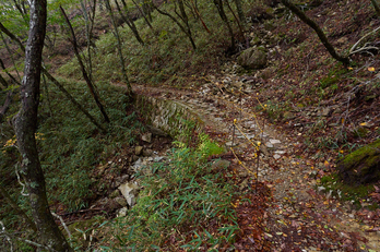 大台ヶ原,紅葉(2)(PA150039,12mm,F4,EM1)2014yaotomi_.jpg