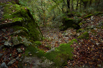 大台ヶ原,紅葉(2)(PA150040,12mm,F2,EM1)2014yaotomi_.jpg