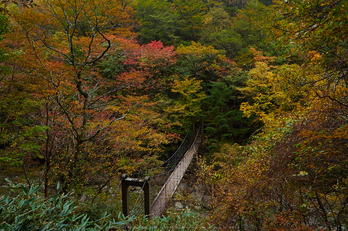 大台ヶ原,紅葉(2)(PA150042,12mm,F5.6,EM1)2014yaotomi_.jpg