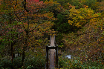 大台ヶ原,紅葉(2)(PA150043,12mm,F5.6,EM1)2014yaotomi_.jpg