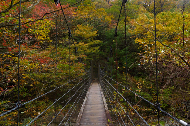 大台ヶ原,紅葉(2)(PA150047,12mm,F5.6,EM1)2014yaotomi_.jpg