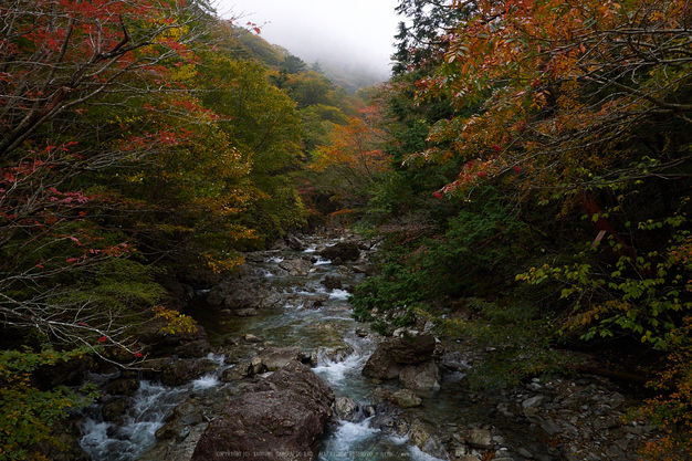 大台ヶ原,紅葉(2)(PA150050,12mm,F7.1,EM1)2014yaotomi_.jpg