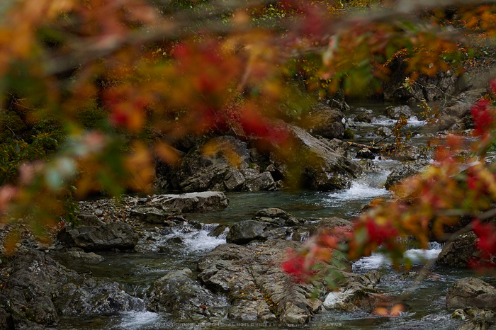 大台ヶ原,紅葉(2)(PA150059,75mm,F2.8,EM1)2014yaotomi_.jpg