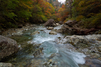 大台ヶ原,紅葉(2)(PA150066,12mm,F16,EM1)2014yaotomi_.jpg