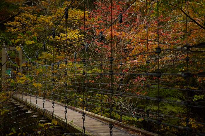 大台ヶ原,紅葉(2)(PA150070,25mm,F1.8,EM1)2014yaotomi_.jpg