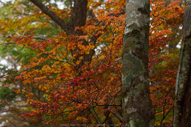 大台ヶ原,紅葉(2)(PA150076,45mm,F4,EM1)2014yaotomi_.jpg