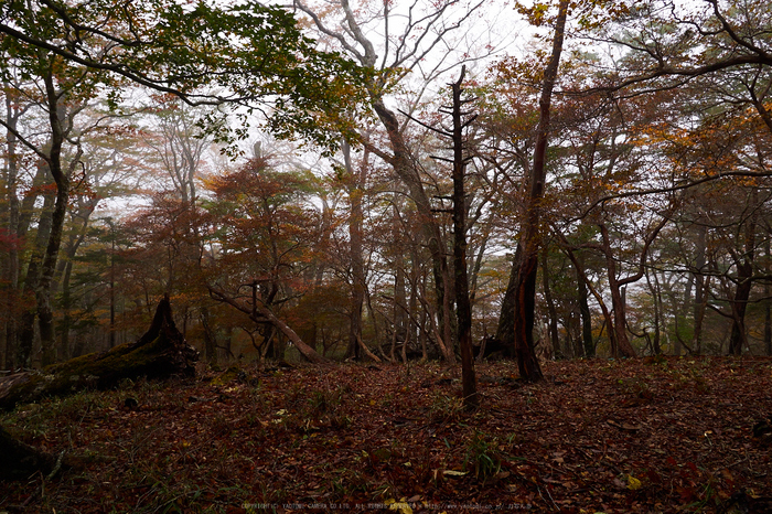 大台ヶ原,紅葉(2)(PA150083,12mm,F5,EM1)2014yaotomi_.jpg