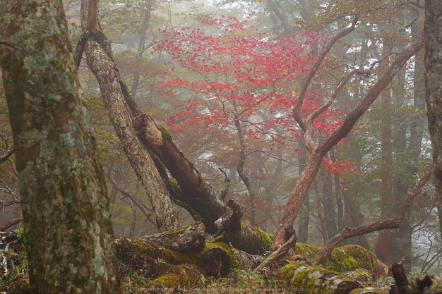 大台ヶ原,紅葉(2)(PA150090,45mm,F2.8,EM1)2014yaotomi_.jpg