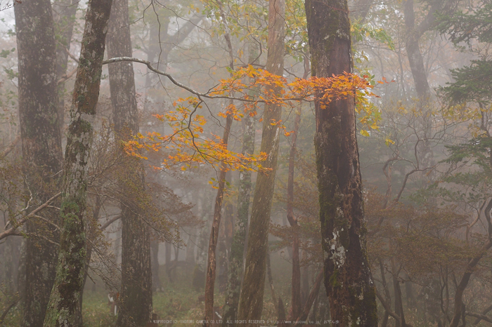 大台ヶ原,紅葉(2)(PA150092,45mm,F2.8,EM1)2014yaotomi_.jpg