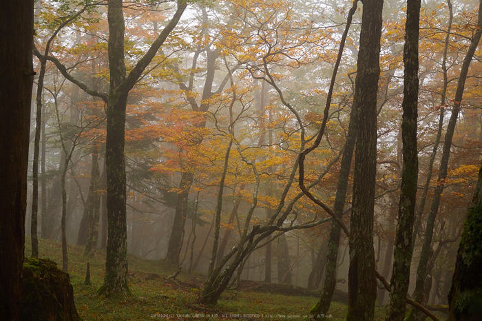 大台ヶ原,紅葉(2)(PA150105,25mm,F4.5,EM1)2014yaotomi_.jpg