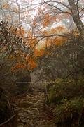 大台ヶ原,紅葉(2)(PA150106,25mm,F4.5,FULL)2014yaotomi_.jpg