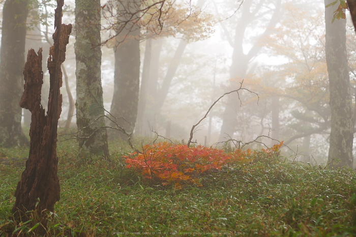 大台ヶ原,紅葉(2)(PA150110,45mm,F2.2,EM1)2014yaotomi_.jpg