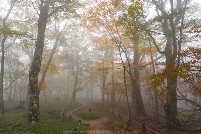 大台ヶ原,紅葉(2)(PA150114,12mm,F6.3,EM1)2014yaotomi_.jpg