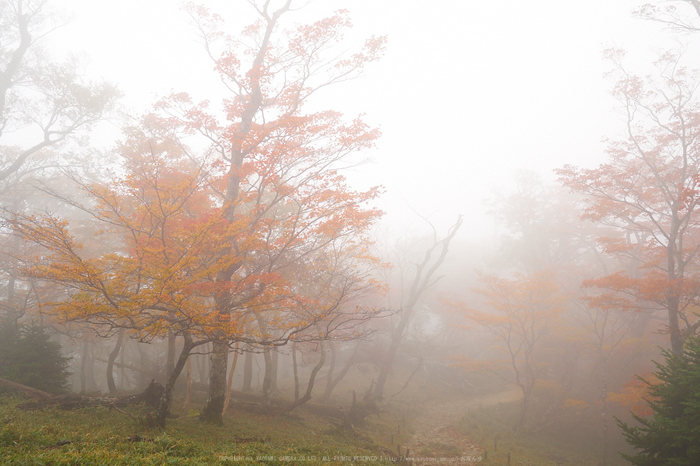 大台ヶ原,紅葉(2)(PA150117,17mm,F6.3,EM1)2014yaotomi_.jpg