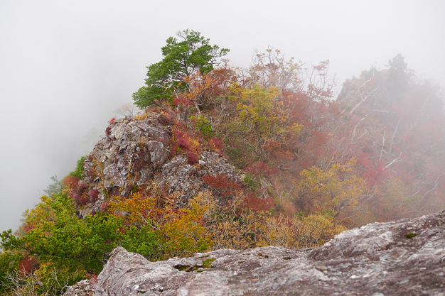 大台ヶ原,紅葉(2)(PA150145,25mm,F3.2,EM1)2014yaotomi_.jpg