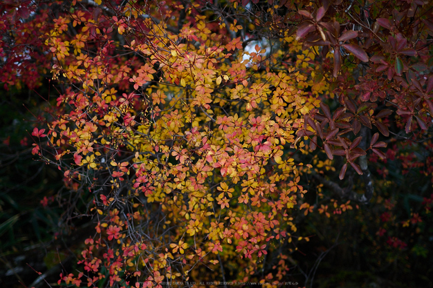 大台ヶ原,紅葉(2)(PA150172,25mm,F2,EM1)2014yaotomi_.jpg