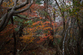 大台ヶ原,紅葉(2)(PA150173,25mm,F1.8,FULL)2014yaotomi_.jpg