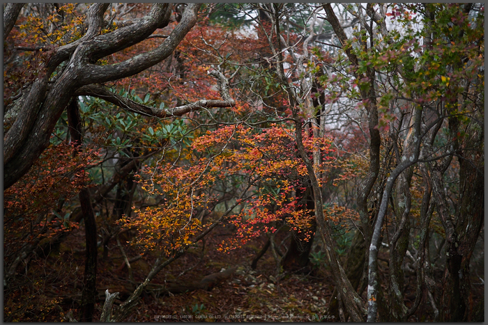 大台ヶ原,紅葉(2)(PA150173,Top)2014yaotomi_.jpg