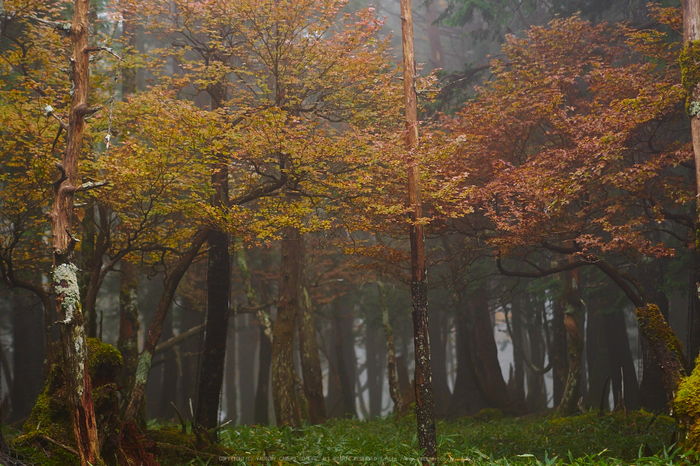 大台ヶ原,紅葉(2)(PA150213,45mm,F2,EM1)2014yaotomi_.jpg