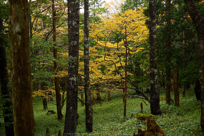 大台ヶ原,紅葉(2)(PA150228,25mm,F2.2,EM1)2014yaotomi_.jpg