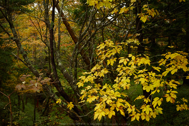 大台ヶ原,紅葉(2)(PA150231,25mm,F2,EM1)2014yaotomi_.jpg