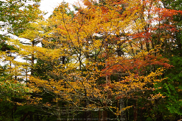 大台ヶ原,紅葉(2)(PA150234,25mm,F7.1,EM1)2014yaotomi_.jpg