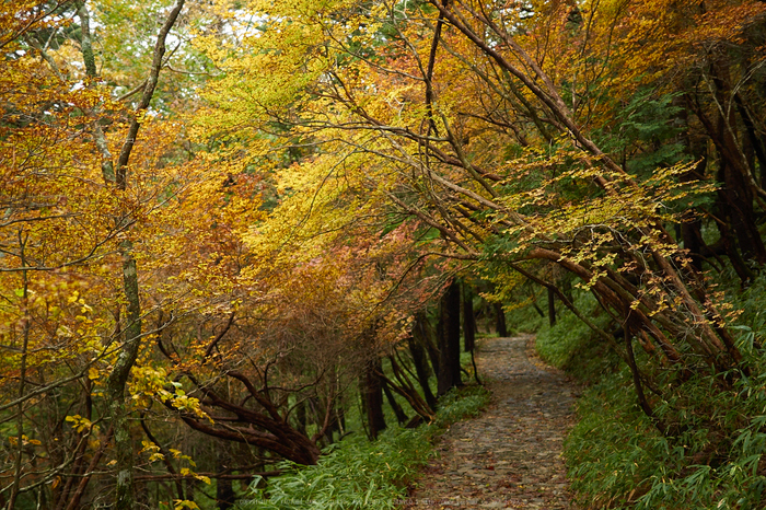 大台ヶ原,紅葉(2)(PA150263,25mm,F1.8,EM1)2014yaotomi_.jpg