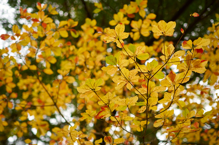 大台ヶ原,紅葉(2)(PA150286,25mm,F2,EM1)2014yaotomi_.jpg