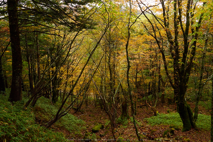 大台ヶ原,紅葉(2)(PA150299,12mm,F9,EM1)2014yaotomi_.jpg