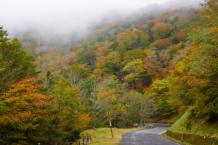 大台ヶ原,紅葉(2)(PA150310,25mm,F6.3,EM1)2014yaotomi_.jpg