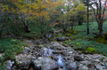 大台ヶ原,紅葉(PA110020,12mm,F9,FULL)2014yaotomi_.jpg