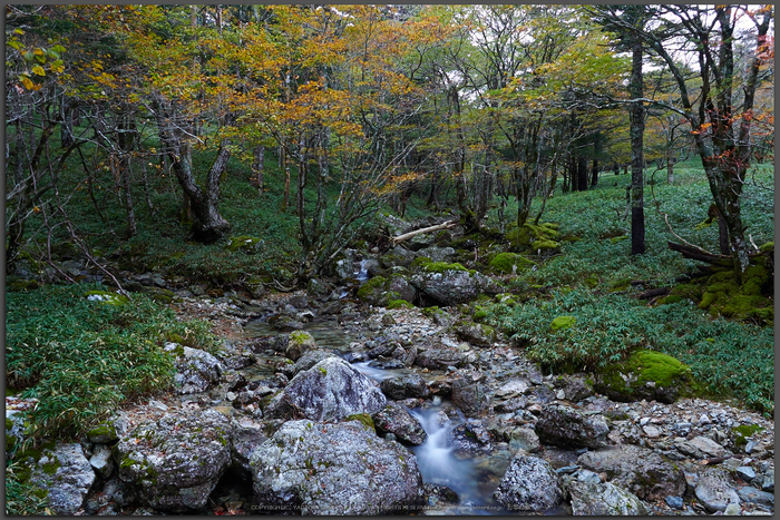 大台ヶ原,紅葉の始め(PA110020,Top)2014yaotomi_.jpg