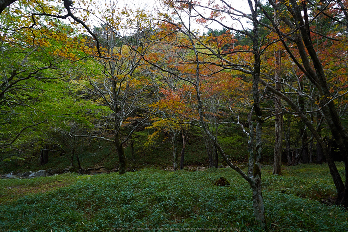 大台ヶ原,紅葉の始め(PA110022,12mm,F3.5,EM1)2014yaotomi_.jpg