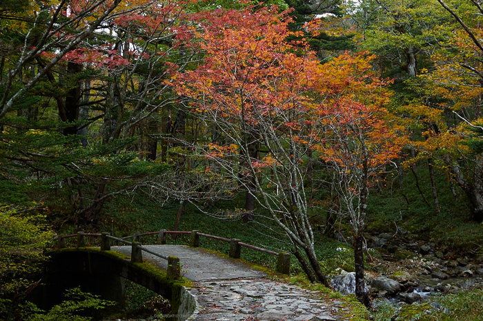 大台ヶ原,紅葉の始め(PA110024,25mm,F3.5,EM1)2014yaotomi_.jpg