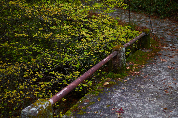 大台ヶ原,紅葉の始め(PA110030,25mm,F2,EM1)2014yaotomi_.jpg