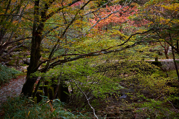 大台ヶ原,紅葉の始め(PA110037,25mm,F2.5,EM1)2014yaotomi_.jpg