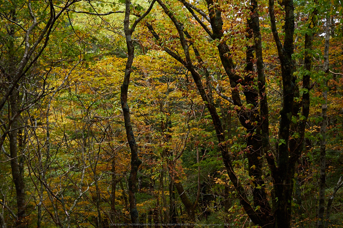 大台ヶ原,紅葉の始め(PA110051,25mm,F2.5,EM1)2014yaotomi_.jpg