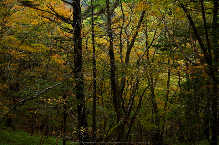 大台ヶ原,紅葉の始め(PA110056,25mm,F3.5,EM1)2014yaotomi_.jpg